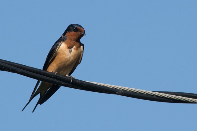 Free Swallow Bird photo and picture
