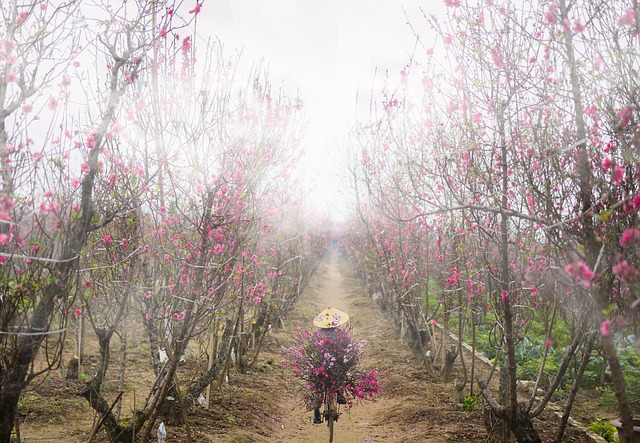 Peach Blossom, Pfirsich Blume, Nebel