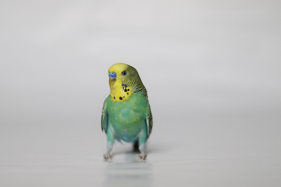 Parkit Hewan Peliharaan Burung Foto Gratis Di Pixabay