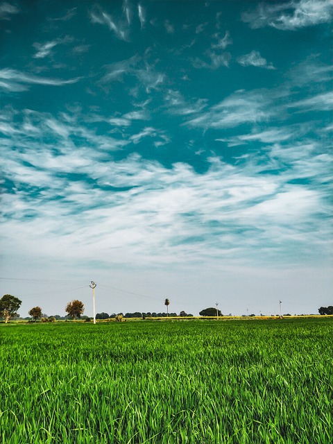 Free Scenic Phone Wallpaper photo and picture