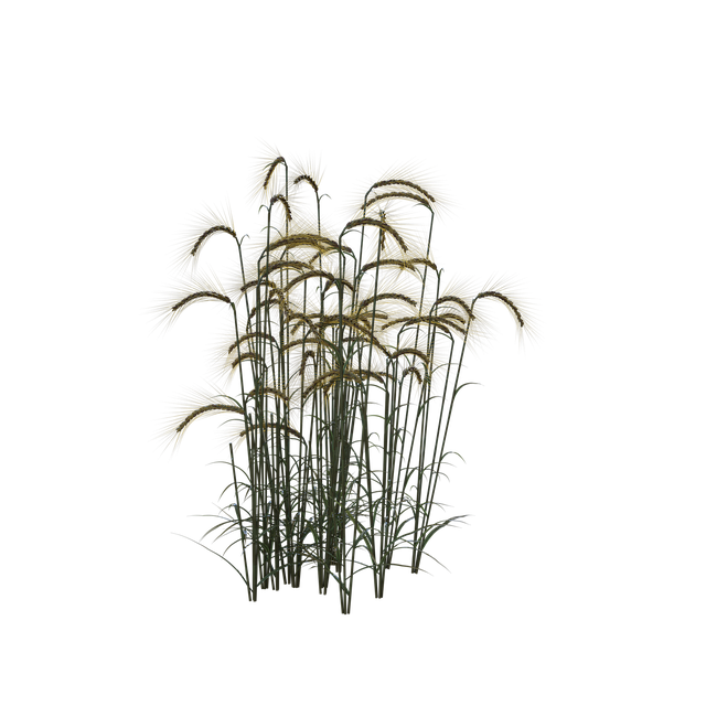 Free wheat field plant illustration