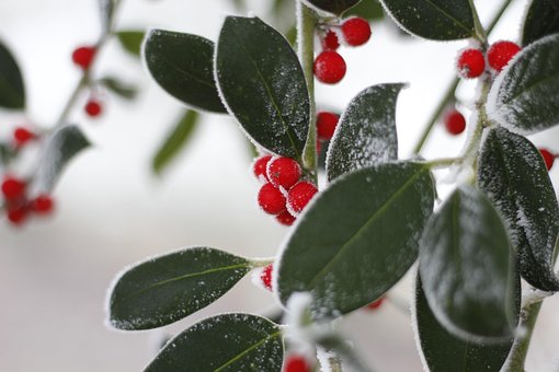 Free Cold Red photo and picture