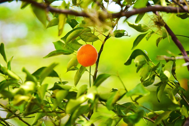 Free Fruit Tangerine photo and picture