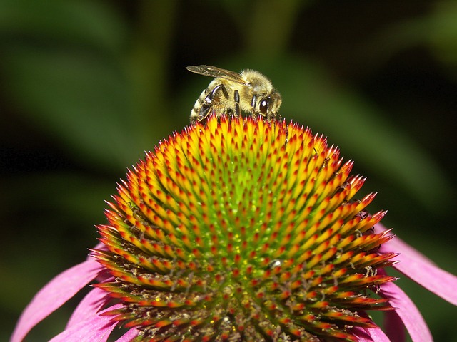 Free Bee Nature photo and picture