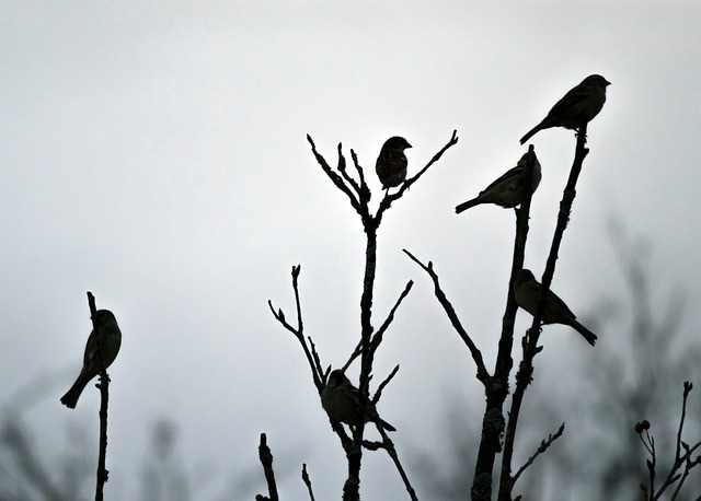 Free Nature Birds photo and picture