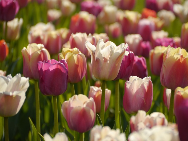 Free Tulips Nature photo and picture