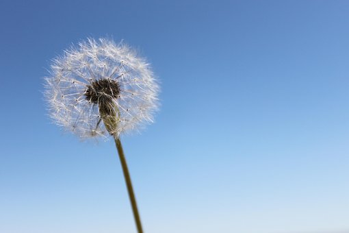 Paardebloem, Lucht, Wensen, Bloem