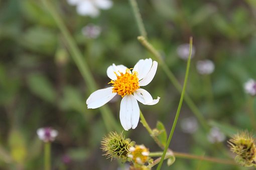 Bloem, Bloom, Natuur, Plantaardige