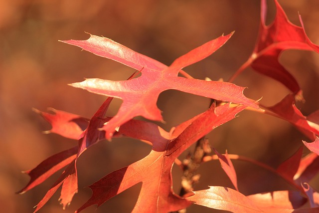 Free Leaves Nature photo and picture