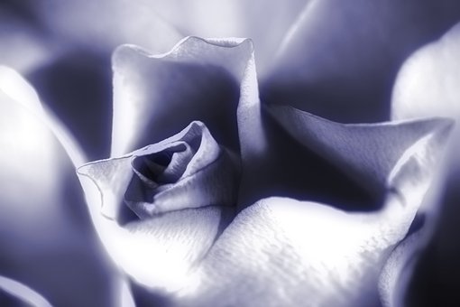 Rose, Lilla, Lavendel, Blomst