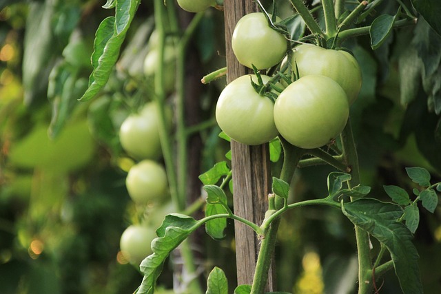 Free Tomatoes Nature photo and picture