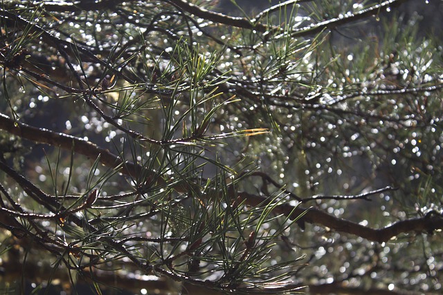 Pine, Druppels, Dauw, Regen, Natuur