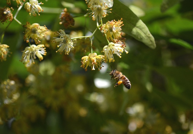 Free Bee Linden Flower photo and picture