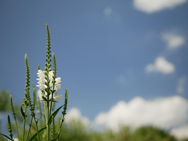 Free Sky Blue photo and picture