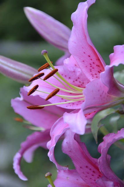 Free Lily Pink photo and picture