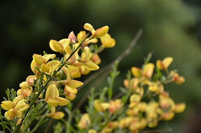 Free Bush Beautiful Flowers photo and picture
