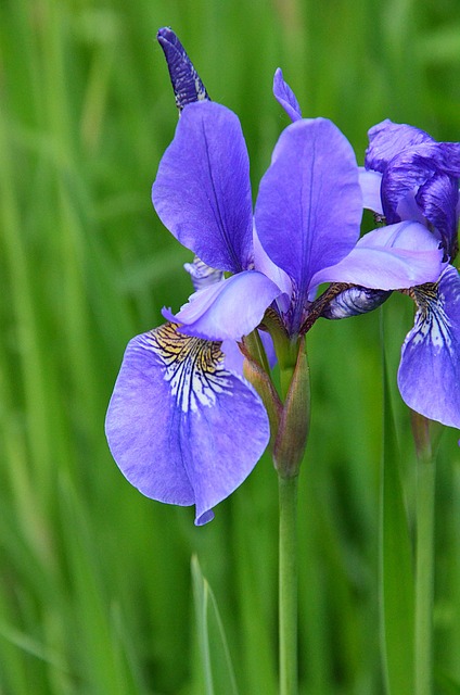Free Iris Irises photo and picture