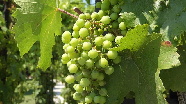 Vin, Vingård, Vindyrkning, Druer, Blade