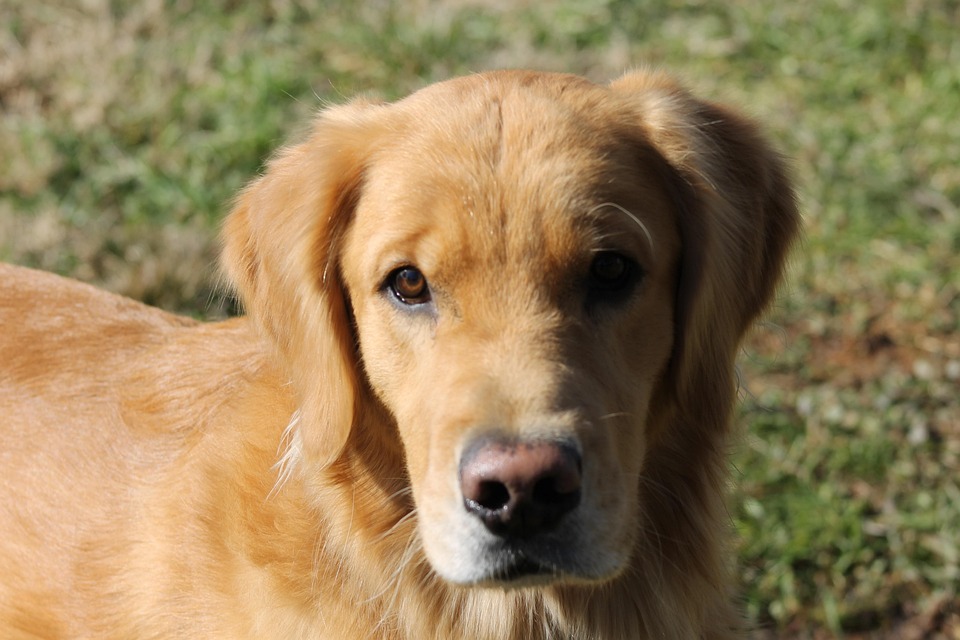 Anjing Emas Retriever Hewan Foto Gratis Di Pixabay