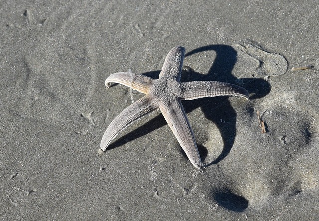 Étoile de mer sur la plage dans la mer Generative AI | Image Premium