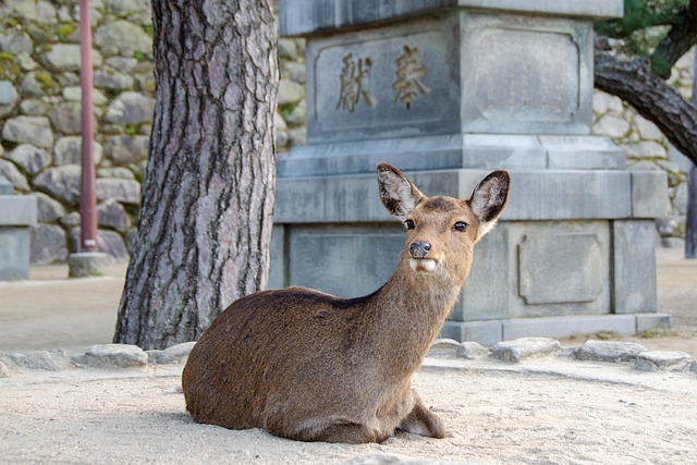 Free Deer Sika Deer photo and picture