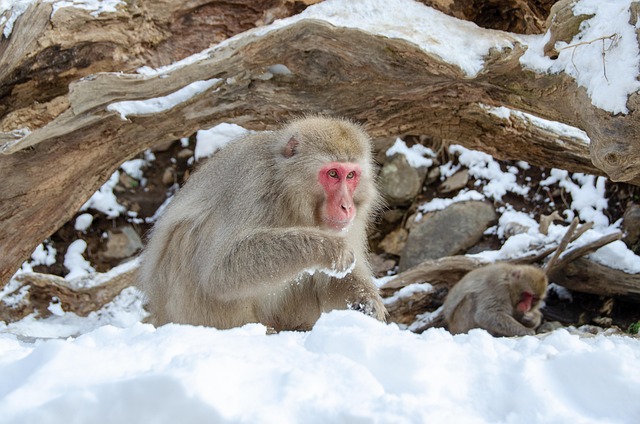 snow monkey, japanese macaque, japan, nature, winter, wildlife, primate, snow, jigokudani snow monkey park, brown snow