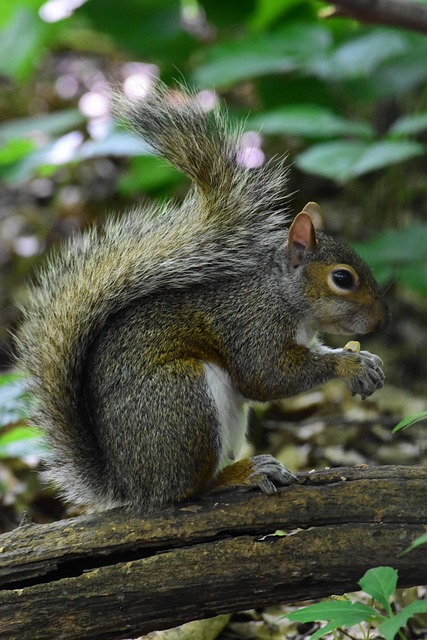 Free Nature Central Park photo and picture