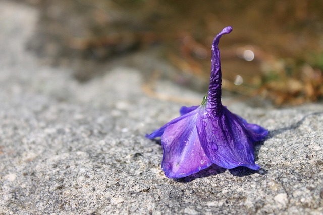 Free Flower Beautiful Flowers photo and picture