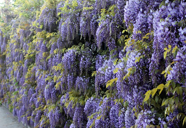 Free Wisteria Climbing Plants photo and picture