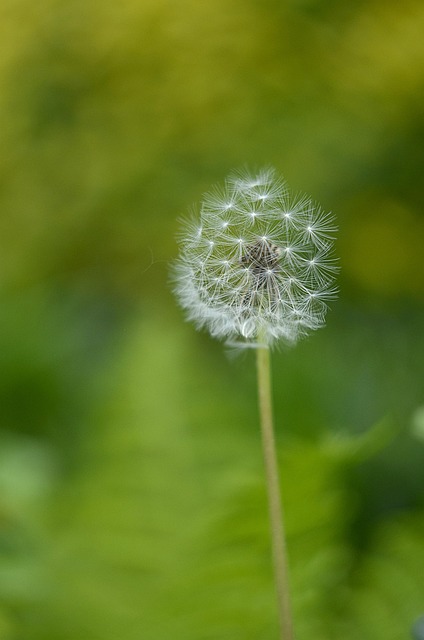 Free Kites Dandelions photo and picture