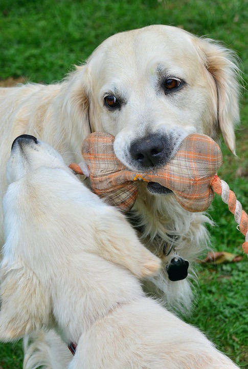Golden Retriever Chien De Photo Gratuite Sur Pixabay