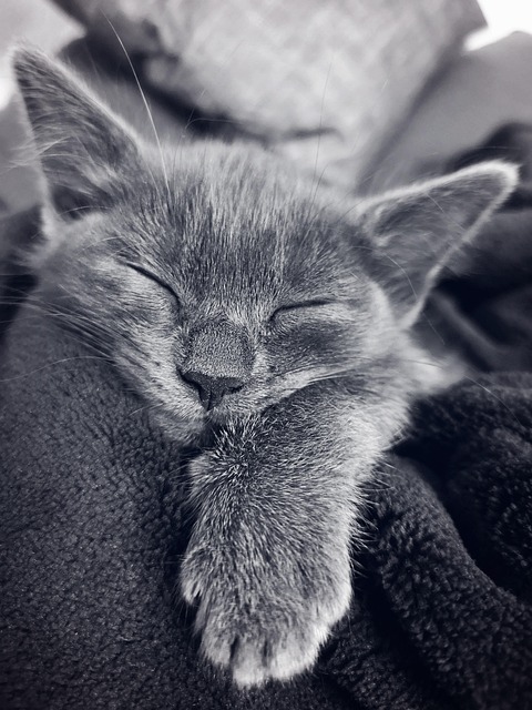 cat, kitten, sleeping, pet, feline, anima, mammal, animal, monochrome, fur, whiskers