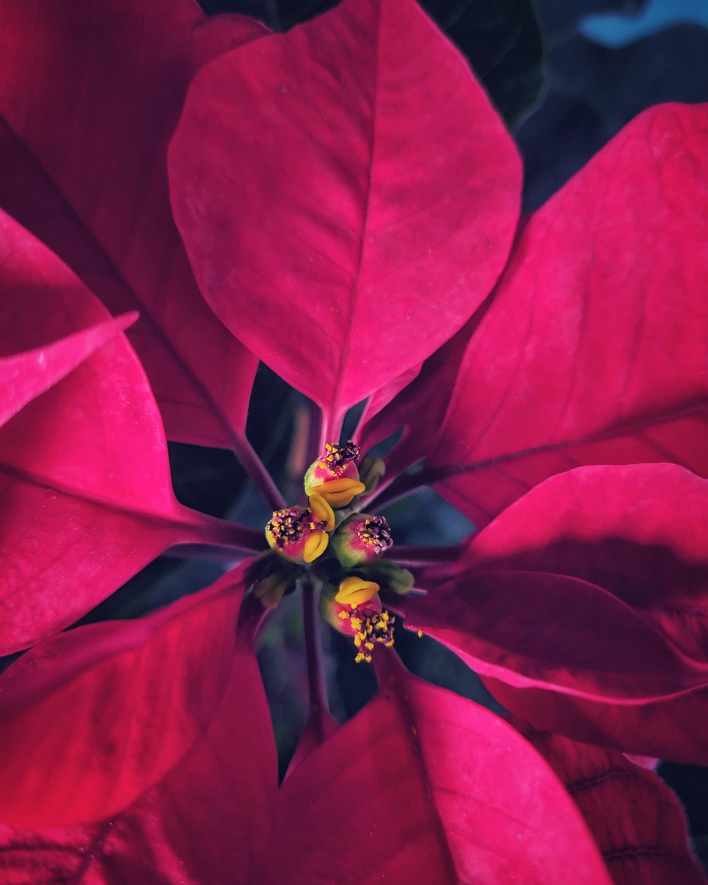 Christmas Plant Free photo on Pixabay