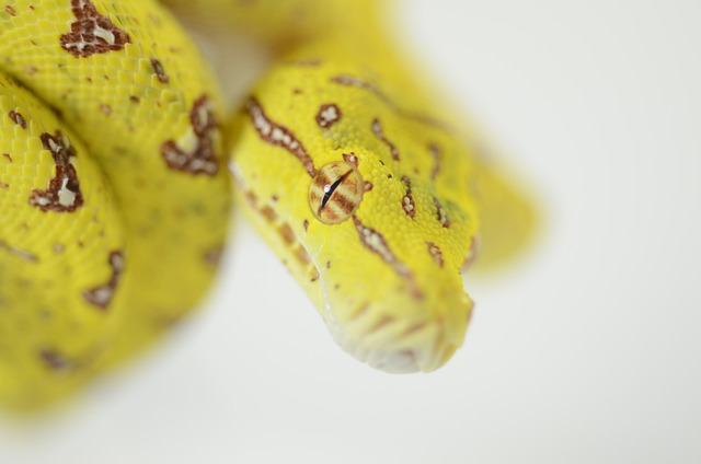 Free Snake Reptile photo and picture