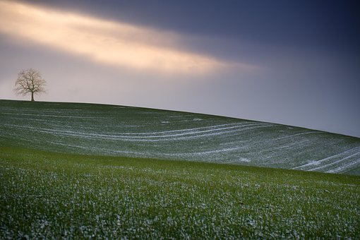 Strom, Solitér, Krajina, Krajiny, Nebe