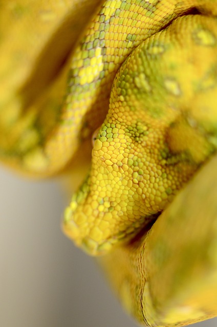 Free Snake Reptile photo and picture