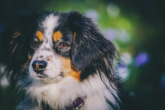 Free Australian Shepherd Dog photo and picture