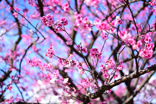 Plante, Smukke Blomster, Blomst Baggrund