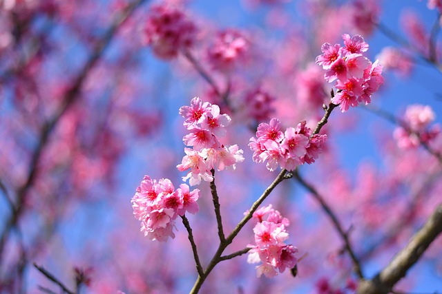 Plante, Blomst Tapet, Natur