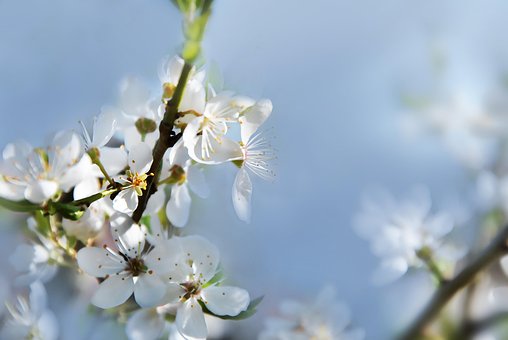 Free Apple Tree Apple Blossom photo and picture