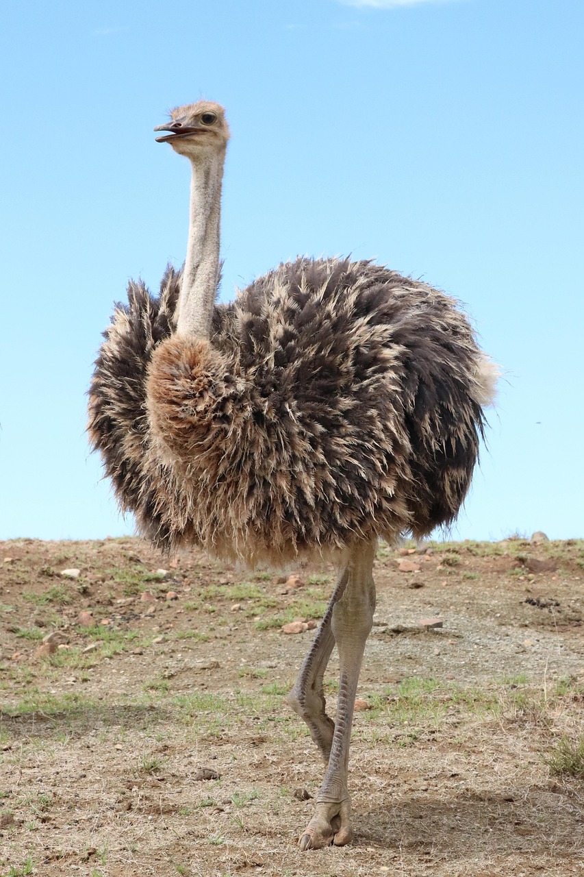 Vogel Strauß Kaufen