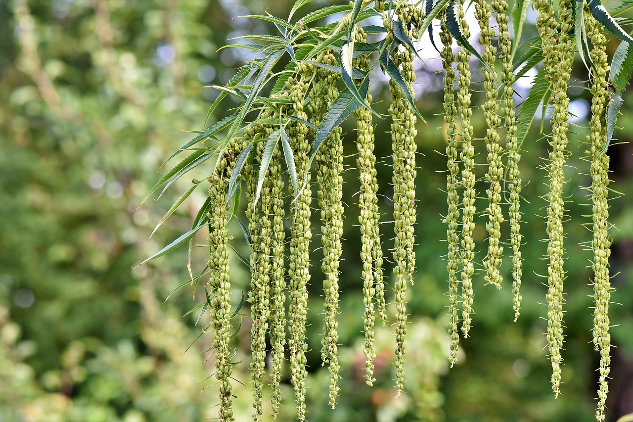 枫杨 Fraxinifolia 树 核桃家族 - Pixabay上的免费照片 - Pixabay