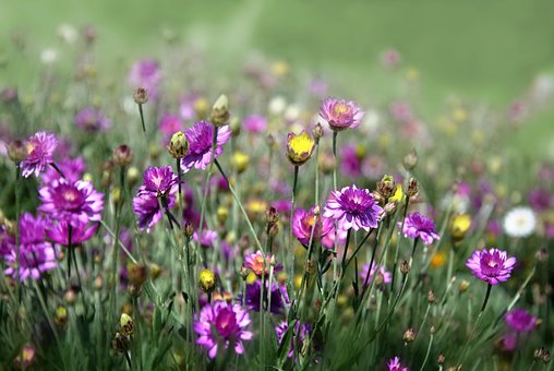Free Flowers Beautiful Flowers photo and picture
