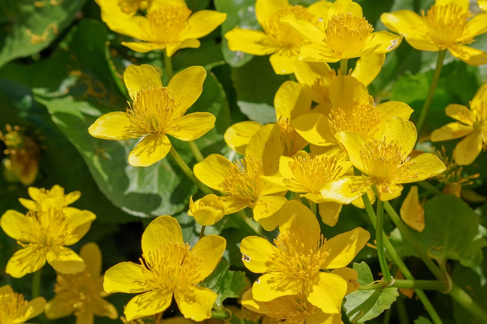 Meadow Buttercup, Flower, Petals