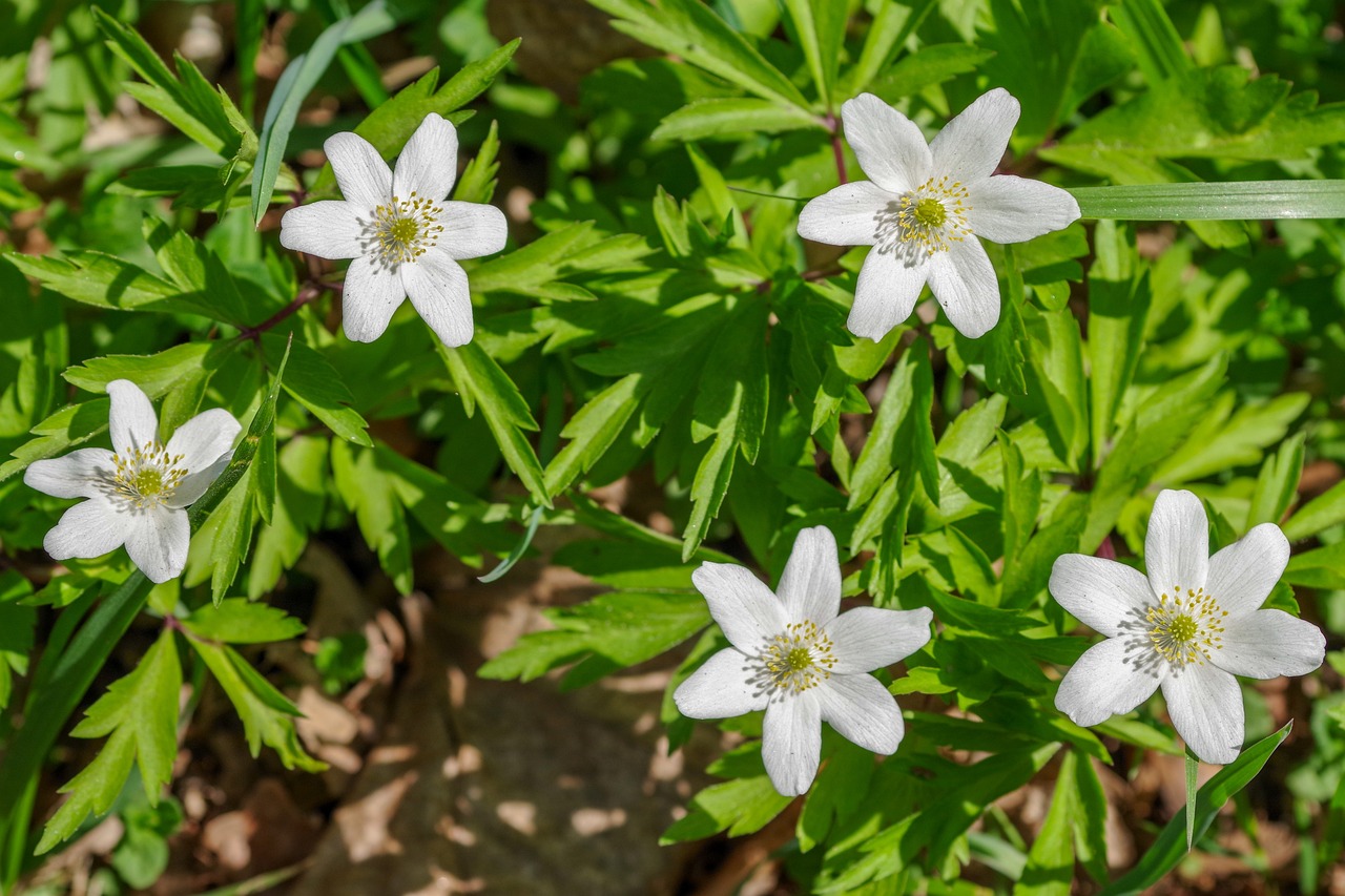 Wood Anemone Flowers Petals Green Free photo on Pixabay Pixabay