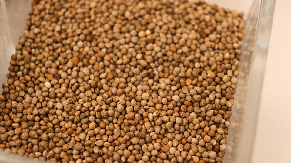 깨 들깨 Perilla Seeds - Pixabay의 무료 사진