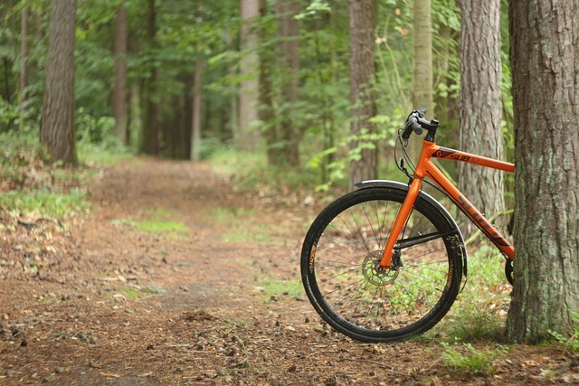 Free Bike Forest photo and picture
