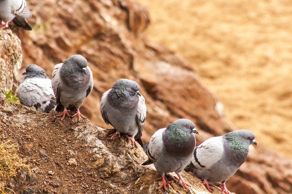 Paloma Pigeons Animals - Free photo on Pixabay - Pixabay