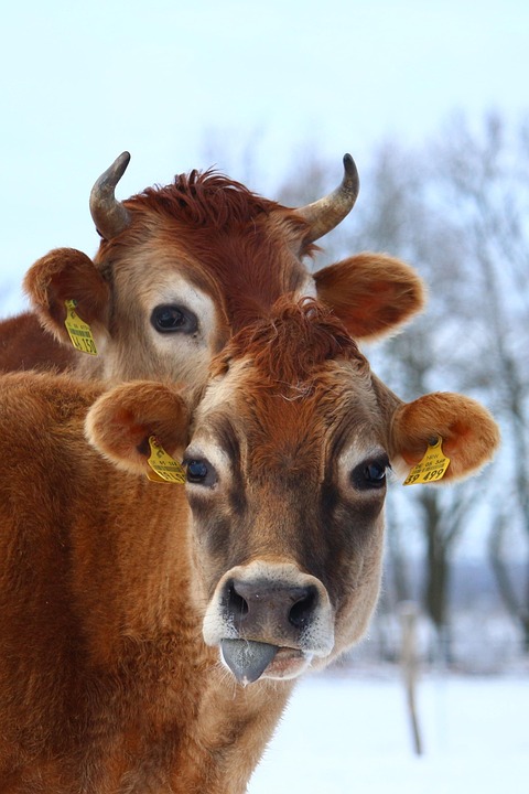 Sapi Ternak Ruminansia Hewan Foto Gratis Di Pixabay