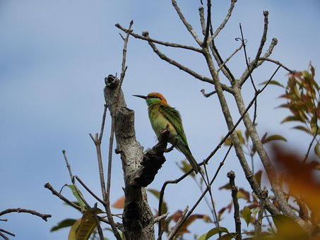 Free Green Bee-Eater Bird photo and picture